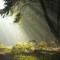ForestGreenRadio