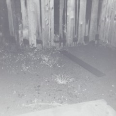 Sincere Boy (DJ IRL)