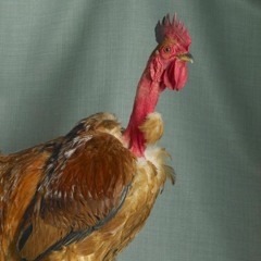 Your Fragile Mascunlinity