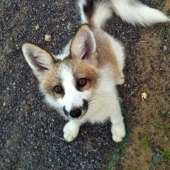 cutewolf
