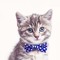 Sir Felix