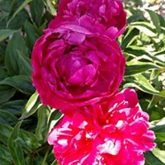 Kristi Heerde-Anderson