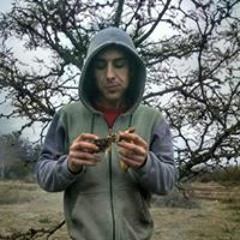 Federico Pedernera