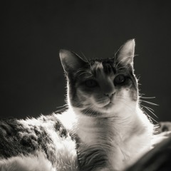 Luc Ofero
