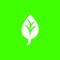 Chlorophyll