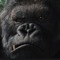 DJ King Kong Vol.1