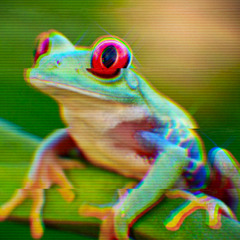 Frog