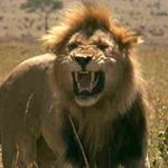 Samer Samir