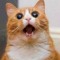 MEOW NINJA