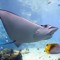 manta