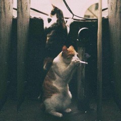 Андрей Шаповал