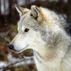 Devilwolfff