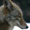 Officer Coyote
