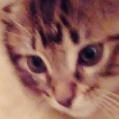 the one and only shy