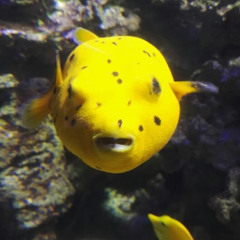 stenu