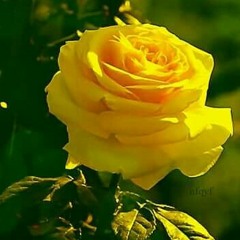 Sunny Ayoub