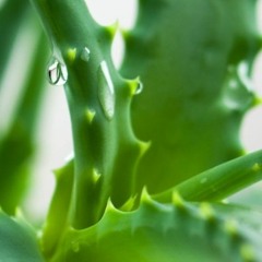 ALOE WATER BREH