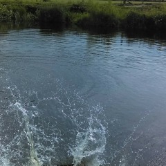 Ada