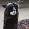 Al Paca