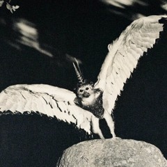 Polilla