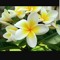 heba