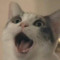 Rroofus