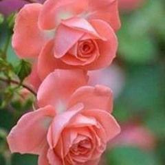 Shahd Amr