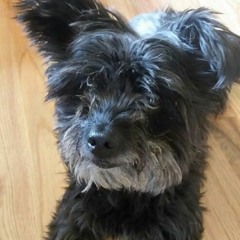 Galaxy Idiot's Backu