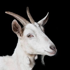 GoatmilkOfficial