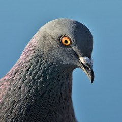 Zekri ThePigeon