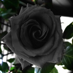 Mohammad.mnssor Alhajr