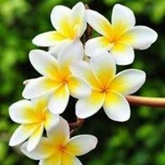 أم حذيفة نوفل