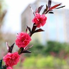 王蕊