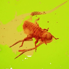 L.S. Aphid