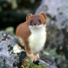 Weasel