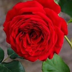 Malik Ahsan