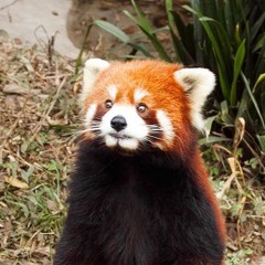 Kamok