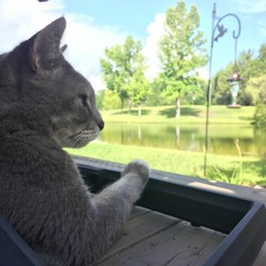 Squeuba