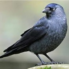 Jackdaw