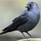Jackdaw