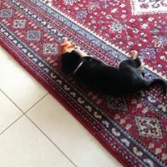 מייקי טבדיש