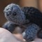Who Likes Turtles?