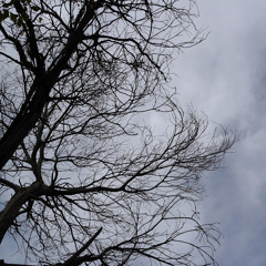 Luis Gerardo Carvajal