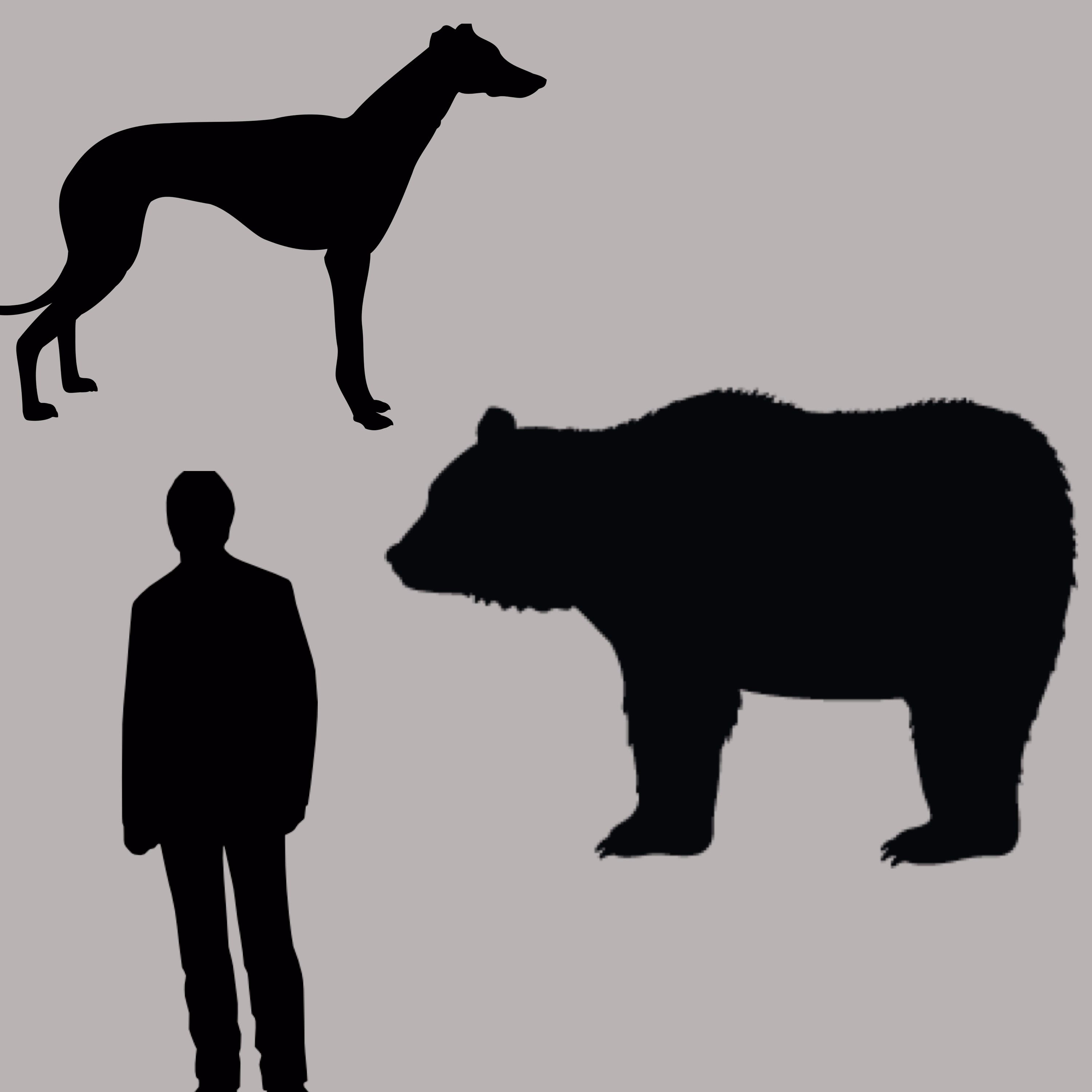 The Bruin The Saluki and Joe