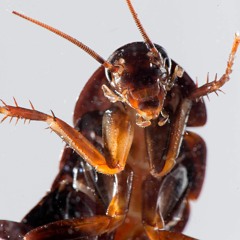 Cockroach
