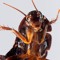 Cockroach