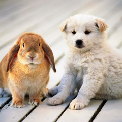 Anh Mai Đức Quỳnh