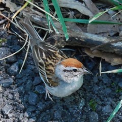 BirderKellyK