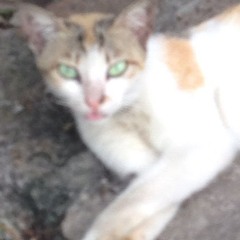 MMCats 445