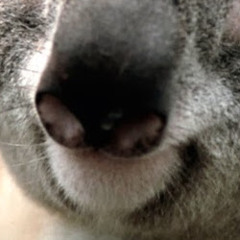 Егор Войцешевский